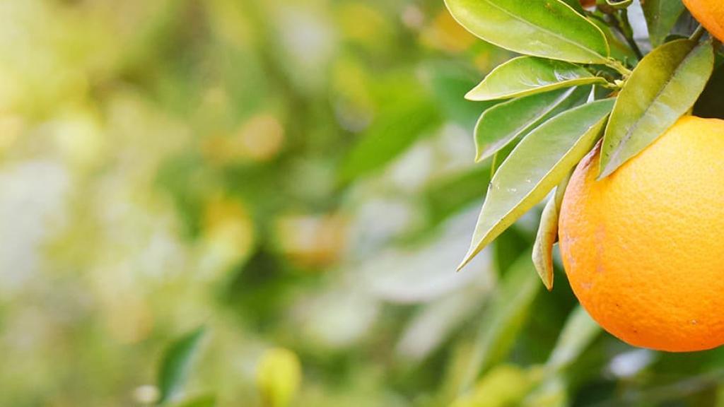 Fresh oranges on tree